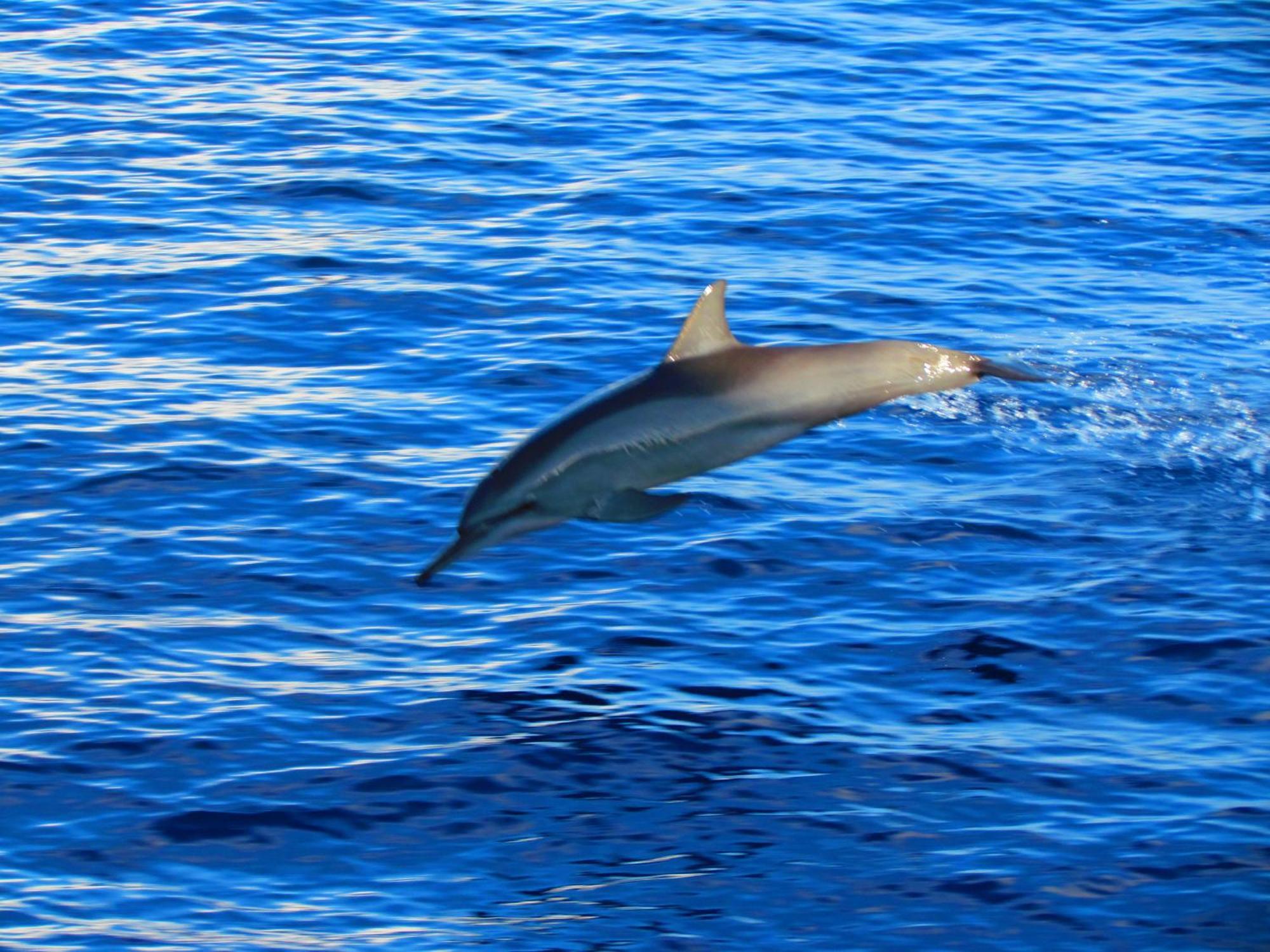 Blue Wave Hotel Maldives- Same Sea, Same Sand Same Sun Like Resorts Kudahuvadhoo Εξωτερικό φωτογραφία